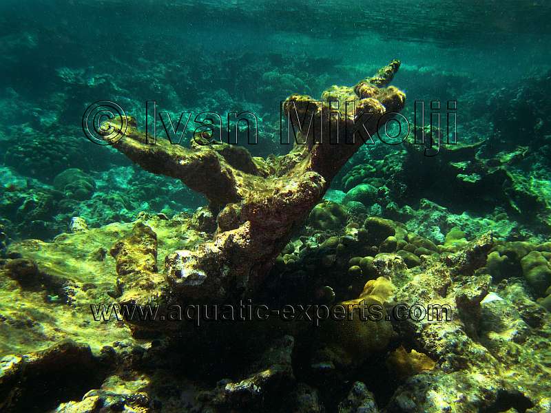 dead elk horn corals